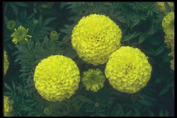 132088 African Marigold (Tagetes Erecta) A4 Photo Print