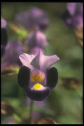 132089 Wishbone Flower (Torenia Fournieri) A4 Photo Print