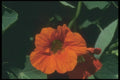 132090 Indian Cress (Tropaeolum Majus) A4 Photo Print