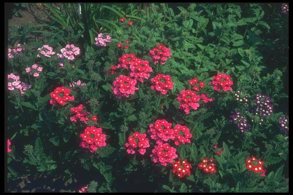 132091 Garden Verbena (Verbena Hybrida) A4 Photo Print
