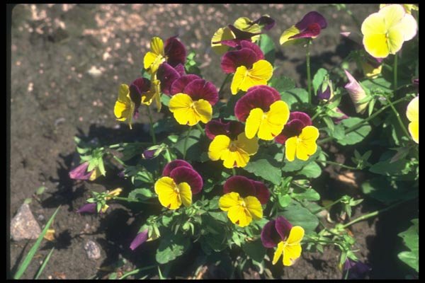 132092 Pansy (Viola) A4 Photo Print