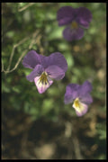 132093 Pansy (Viola) A4 Photo Print
