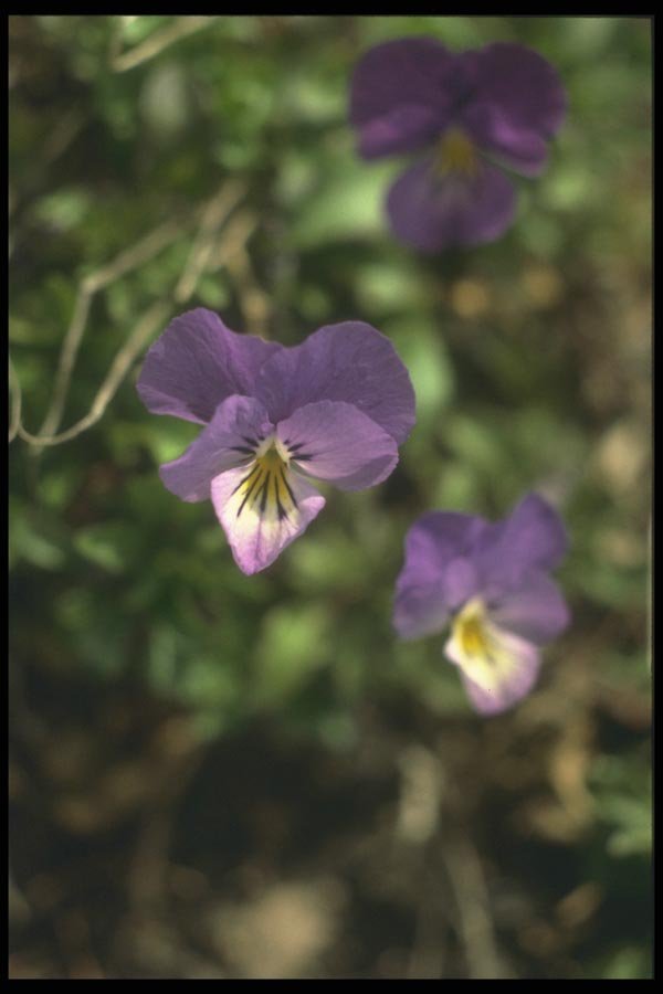 132093 Pansy (Viola) A4 Photo Print