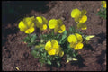 132094 Pansy (Viola) A4 Photo Print