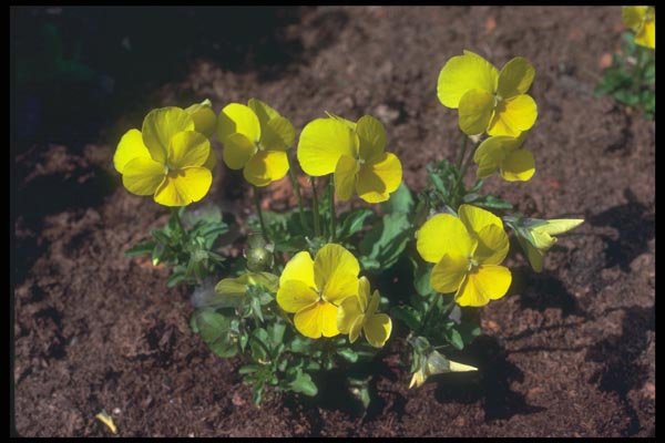 132094 Pansy (Viola) A4 Photo Print