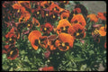 132095 Pansy (Viola) A4 Photo Print