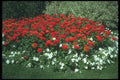 132096 Common Zinnia (Zinnia Elegans) A4 Photo Print