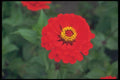 132097 Common Zinnia (Zinnia Elegans) A4 Photo Print