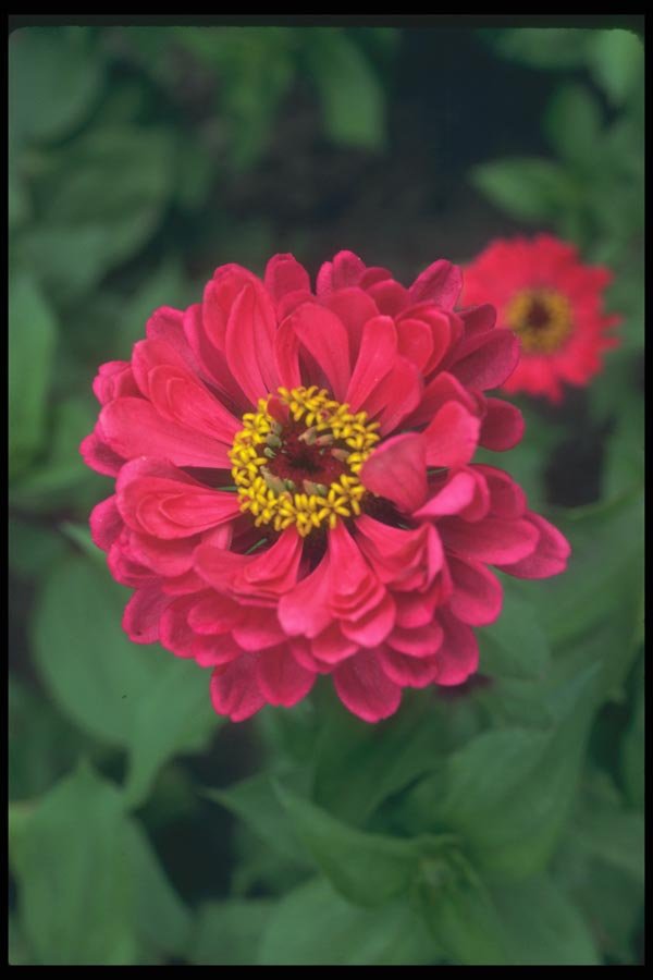 132098 Common Zinnia (Zinnia Elegans) A4 Photo Print