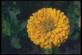 132099 Common Zinnia (Zinnia Elegans) A4 Photo Print
