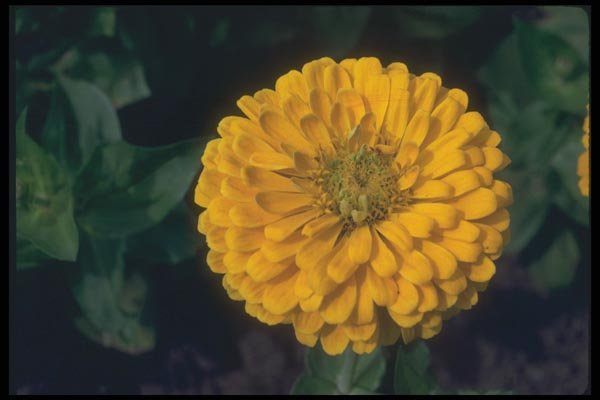 132099 Common Zinnia (Zinnia Elegans) A4 Photo Print