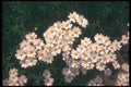 133001 Yarrow, (Achillea Sibirica) A4 Photo Print