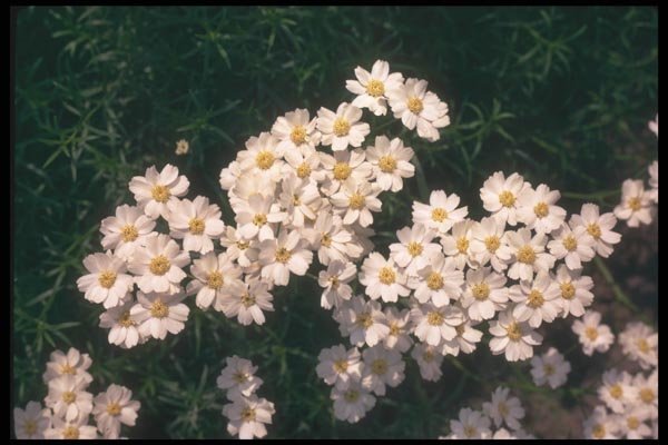 133001 Yarrow, (Achillea Sibirica) A4 Photo Print