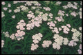 133002 Yarrow, (Achillea Sibirica) A4 Photo Print