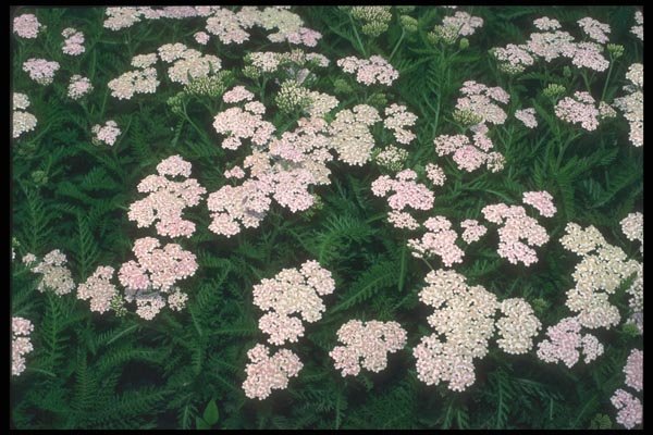 133002 Yarrow, (Achillea Sibirica) A4 Photo Print