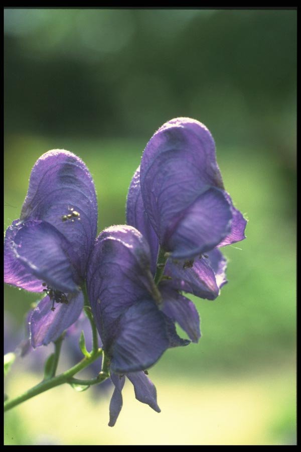 133003 Common Monkshood, (Aconitum Napellus) A4 Photo Print
