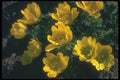 133004 Yellow, (Adonis Walziana) A4 Photo Print
