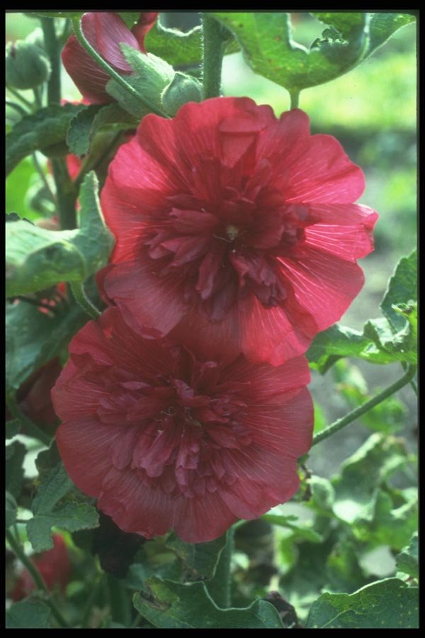 133005 Hollyhock, (Alcea Rosea) A4 Photo Print