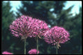 133006 Ornamental Garlic, (Allium Aflatunense) A4 Photo Print