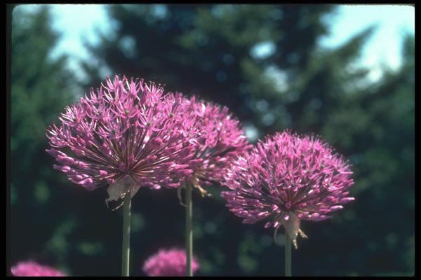 133006 Ornamental Garlic, (Allium Aflatunense) A4 Photo Print