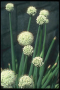133007 Ornamental Garlic, (Allium Grande) A4 Photo Print
