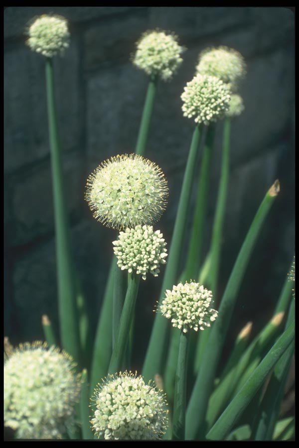 133007 Ornamental Garlic, (Allium Grande) A4 Photo Print