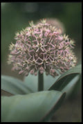 133008 Ornamental Garlic, (Allium Karataviense) A4 Photo Print