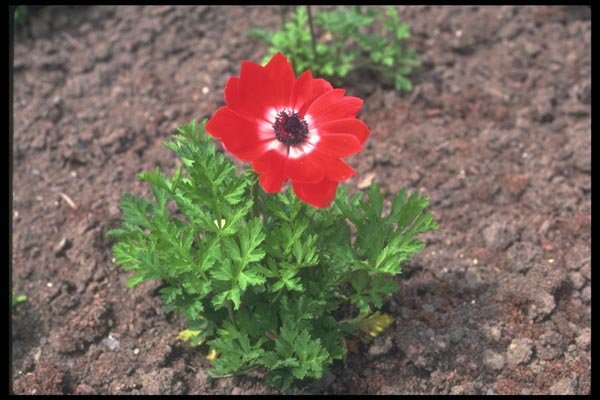 133009 Anemone, (Anemone Coronaria) A4 Photo Print