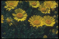 133010 Dyer's Chamomile, (Anthemis Tinctoria) A4 Photo Print