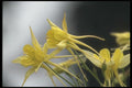 133011 Columbine, (Aquilegia) A4 Photo Print