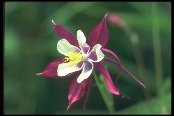 133012 Columbine, (Aquilegia Hybride) A4 Photo Print