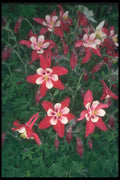133013 Columbine, (Aquilegia Hybride) A4 Photo Print
