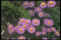 133014 Dunkle Schone Aster, (Aster Alpinus) A4 Photo Print