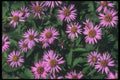 133015 White Yellow Center Aster, (Aster Sibiricus) A4 Photo Print