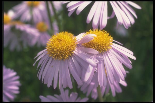 133016 Napsbury Aster, (Aster Tongolensis) A4 Photo Print