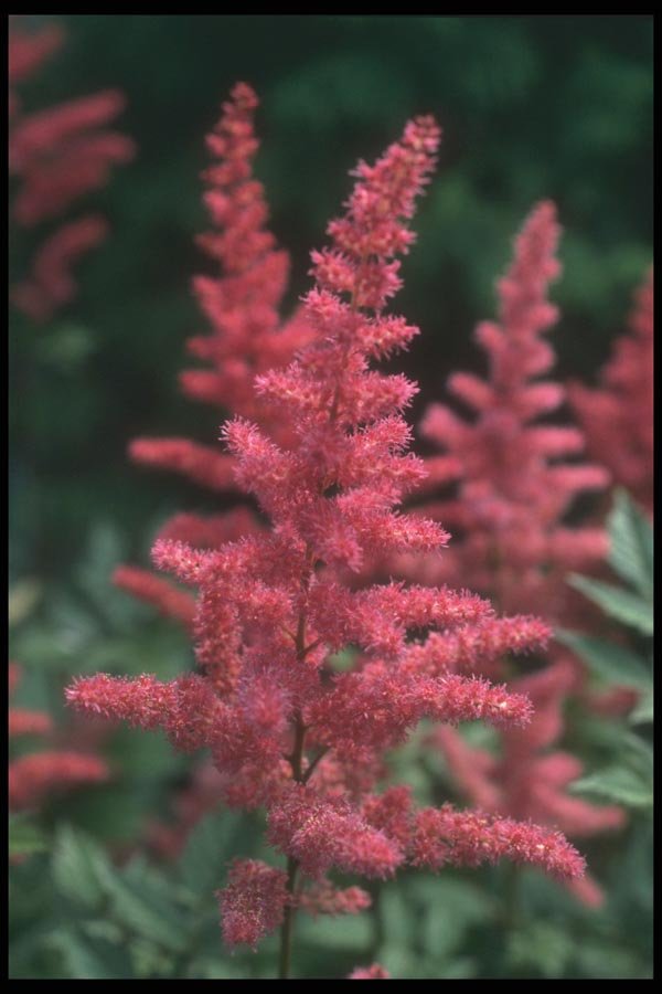 133017 Gloria Purpurea, (Astilbe Hybride) A4 Photo Print
