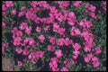 133018 Pink Cluster, (Aubrieta Cultorum) A4 Photo Print