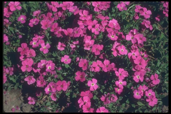 133018 Pink Cluster, (Aubrieta Cultorum) A4 Photo Print