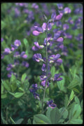 133019 Blue False Indigo, (Baptisia Australis) A4 Photo Print