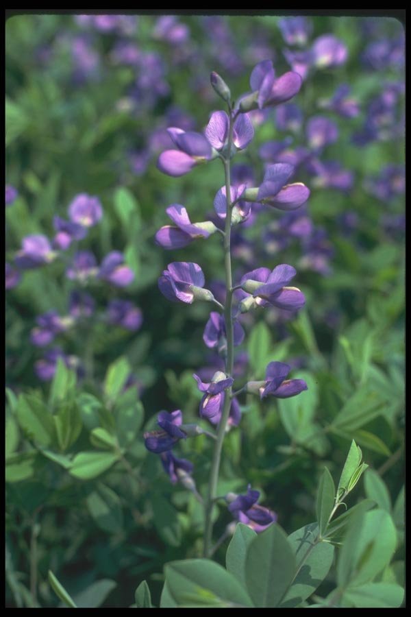 133019 Blue False Indigo, (Baptisia Australis) A4 Photo Print
