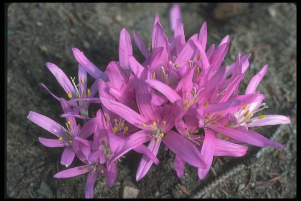 133020 Bulbocodium Vernum A4 Photo Print