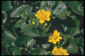 133021 Marsh Marigold, (Caltha Palustris) A4 Photo Print