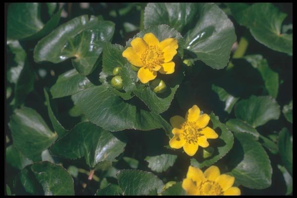 133021 Marsh Marigold, (Caltha Palustris) A4 Photo Print
