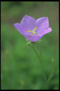 133022 Tussock Belleflower, (Campanula Carpatica) A4 Photo Print