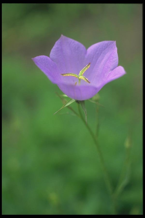 133022 Tussock Belleflower, (Campanula Carpatica) A4 Photo Print