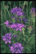133023 Clustered Belleflower, (Campanula Glomerata) A4 Photo Print