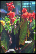 133024 Canna Lily, (Canna Hybride) A4 Photo Print