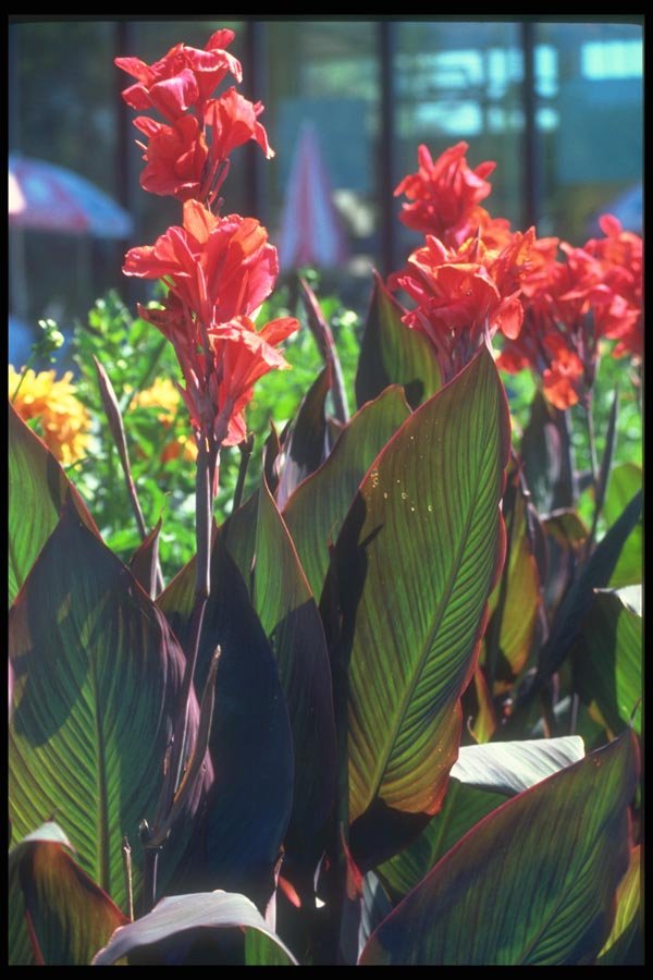 133024 Canna Lily, (Canna Hybride) A4 Photo Print