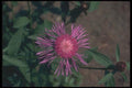 133025 Star Thistle, (Centaurea Jacea) A4 Photo Print