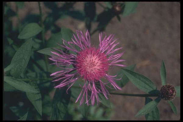 133025 Star Thistle, (Centaurea Jacea) A4 Photo Print